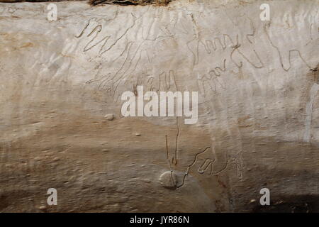 Un rack d'insectes sur la surface d'une ancienne oakplan Banque D'Images