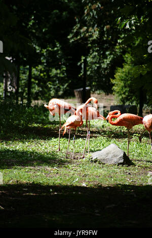 Les flamants roses sont debout sur le bord d'un plan d'eau sur un pré vert à la lumière du soleil. Banque D'Images