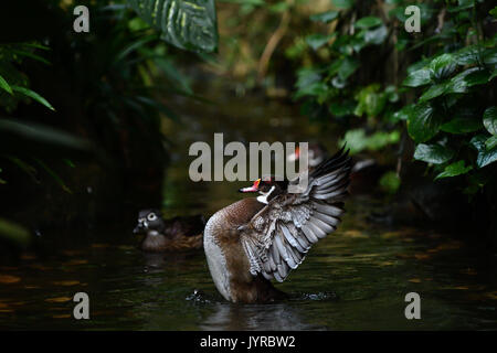 Un battement d'Ailes de canard heureux Banque D'Images