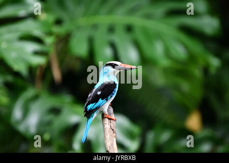 Un bois sur la branche d'arbre kingfisher Banque D'Images