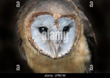 Close up tête portrait photographie d'un cendré face Barn Owl Tyto glaucops regardant légèrement vers le bas à droite Banque D'Images