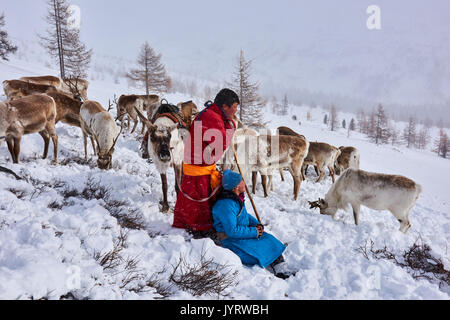 La Mongolie, Khövsgöl privince, les Tsaatan, gardien de rennes, migration d'hiver, le reste mettre en pause Banque D'Images