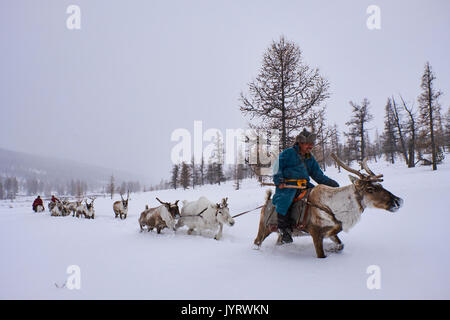 La Mongolie, province Khövsgöl, le gardien de rennes, Tsaatan, migration d'hiver, la transhumance Banque D'Images