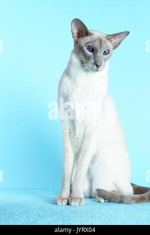 Chat Siamois Oriental assis sur un fond bleu clair. Banque D'Images