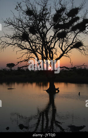 Aube africaine avec trou d'Madikwe Game Reserve Afrique du Sud Banque D'Images