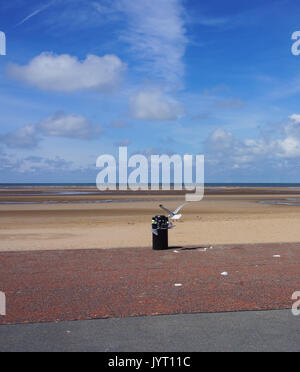 Muro - Seagull les charognards de nourriture dans le bac à débordement sur front de Rhyl journée ensoleillée. Banque D'Images