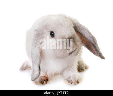 Mini Lop, in front of white background Banque D'Images