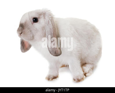 Mini Lop, in front of white background Banque D'Images