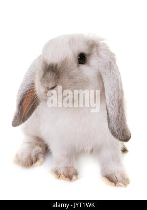 Mini Lop, in front of white background Banque D'Images