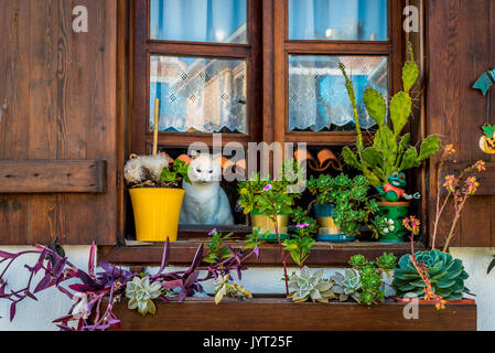 Chat blanc, assis sur un rebord de rustique Banque D'Images