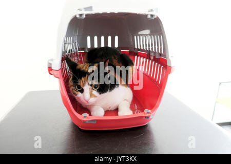 Chat avec une jambe blessée dans un chat rouge Panier sur une table en attente d'être traité dans un cabinet vétérinaire à Londres UK KATHY DEWITT Banque D'Images