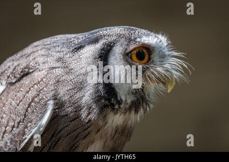 Close up profile photo d'un Indien scops Otus bakkamoena leaning et regardant vers la droite Banque D'Images