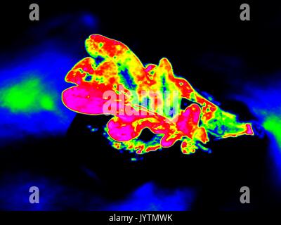 Scan infrarouge des feuilles en rivière. Feuilles de chêne sur le niveau de l'eau Cours d'eau. Vision Thermique a changé de couleurs. La mesure de température. Banque D'Images