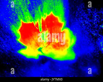 Scan infrarouge des feuilles en rivière. Feuilles de chêne et d'érable sur le niveau d'eau. Vision Thermique a changé de couleurs. La mesure de température. Banque D'Images