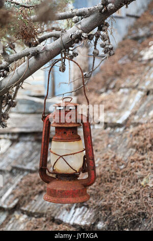 Old rusty lanterne en main sur une branche d'arbre Banque D'Images