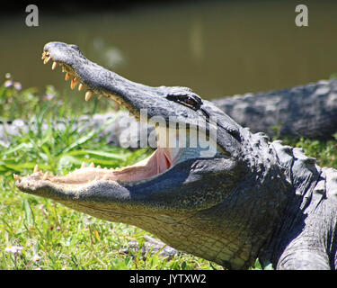 Profil de Alligator, bouche ouverte Banque D'Images