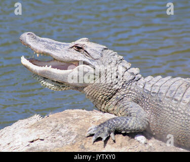 Aligator reposant sur un rocher le long d'une rivière avec bouche ouverte Banque D'Images