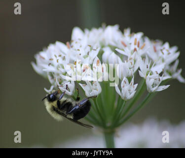 Fleurs d'ail d'être pollinisées par les abeilles Banque D'Images