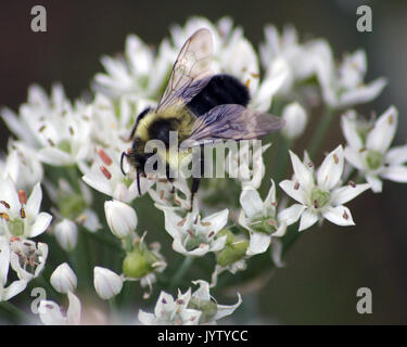 L'Est de l'Abeille charpentière sur blanc fleurs d'Ail Banque D'Images