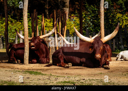 Le zoo de Planckendael, Mechelen, Belgique - 17 août 2017 : couché Watusi Banque D'Images