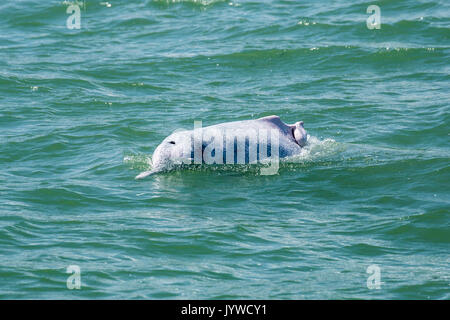 Dauphin à bosse de l'Indo-Pacifique (Sousa chinensis) avec une fracture dorsale, probablement d'hélices de bateau. Banque D'Images