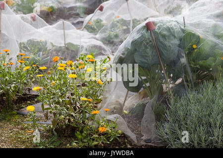 Filet d'insectes sur les légumes dans un jardin Banque D'Images