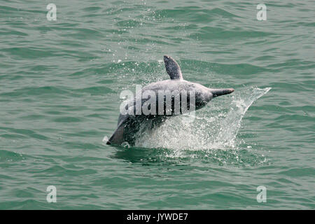 Un jeune dauphin à bosse de l'Indo-Pacifique (Sousa chinensis) violer / sauter dans les eaux de Hong Kong. Banque D'Images