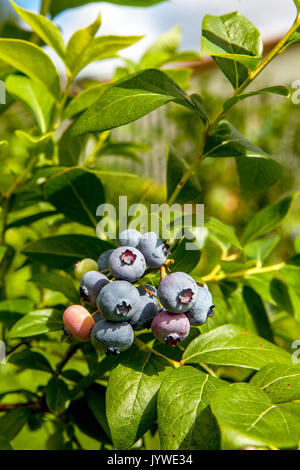 Variété 'Spartan' le nord de cluster de bleuets en corymbe à divers stades de maturation. Banque D'Images