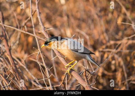 Brahminy Starling (Sturnia pagodarum) Banque D'Images