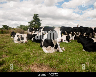 Groupe de l'orienter vers le haut fermer Vache noir et blanc ; Angleterre ; UK Banque D'Images