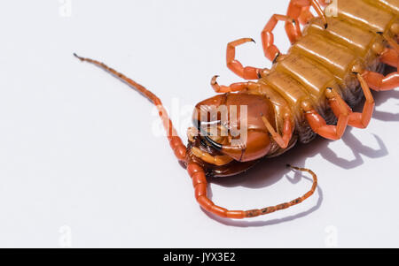 Large red-pattes à l'envers avec gros plan arrière-plan transparent blanc isolé à partir de la Thaïlande. Banque D'Images