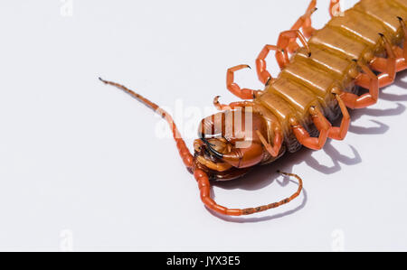 Large red-pattes à l'envers avec gros plan arrière-plan transparent blanc isolé à partir de la Thaïlande. Banque D'Images