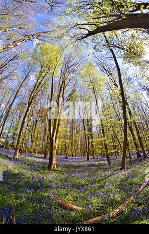 8mm fish-eye view d'un jacinthes dans un bois de hêtre au printemps Banque D'Images