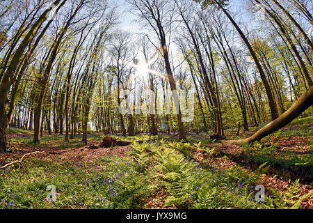 8mm fish-eye view d'un jacinthes dans un bois de hêtre au printemps Banque D'Images