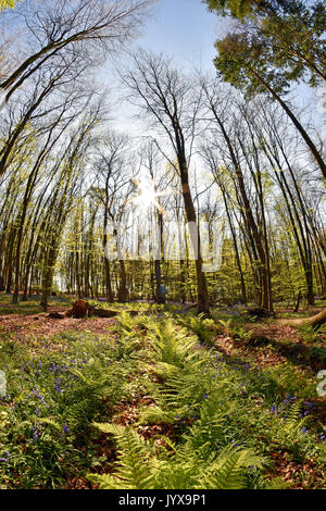 8mm fish-eye view d'un jacinthes dans un bois de hêtre au printemps Banque D'Images