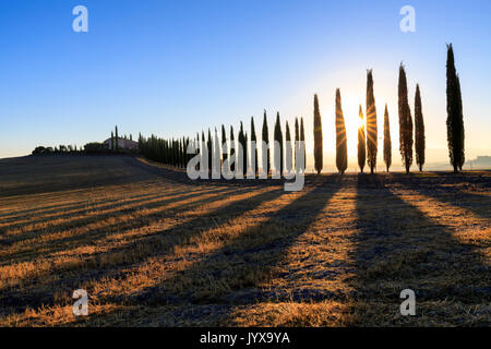 Paysage toscan avec des cyprès et ferme au lever du soleil, l'aube, San Quirico d'Orcia, Val d'Orcia, Toscane, Italie Banque D'Images