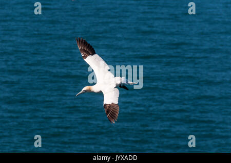 Flying fou de bassan, Morus bassanus. Banque D'Images