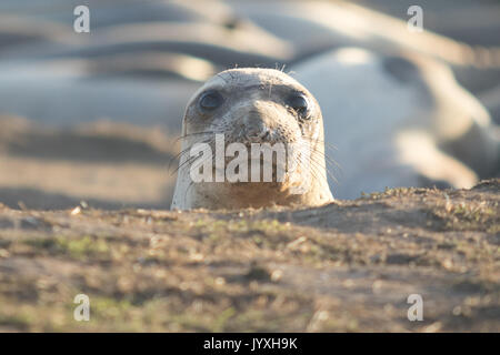 San Simeon, en Californie, USA. 28 Dec, 2015. Un éléphant de mer sur la plage près de la station de phare de Piedras Blancas au coucher du soleil. Crédit : Alex Edelman/ZUMA/Alamy Fil Live News Banque D'Images