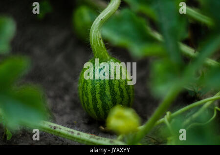 Petit melon pousse dans le jardin Banque D'Images