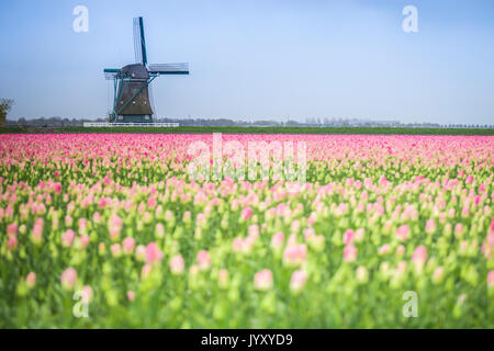 Moulin à vent et les champs de tulipes, Alkmaar, Pays-Bas polder Banque D'Images