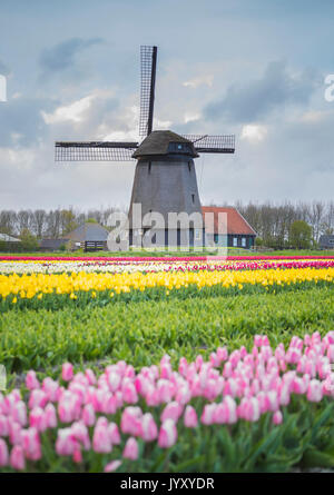 Moulin à vent et les champs de tulipes, Alkmaar, Pays-Bas polder Banque D'Images