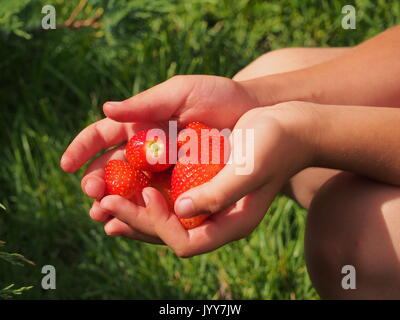 Grosses fraises dans la main d'un enfant. La récolte. Macro. Banque D'Images