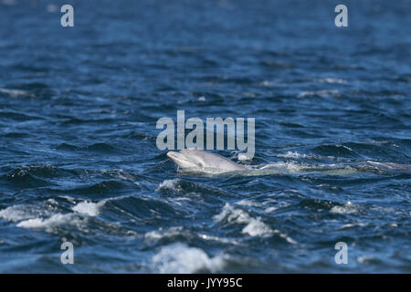 Grand dauphin en veau le Moray Firth Banque D'Images