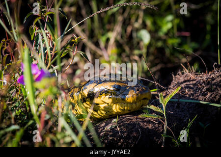 Anaconda jaune (Eunectes notaeus) Pantanal, Aquidauana, Mato Grosso do Sul, Brésil Banque D'Images