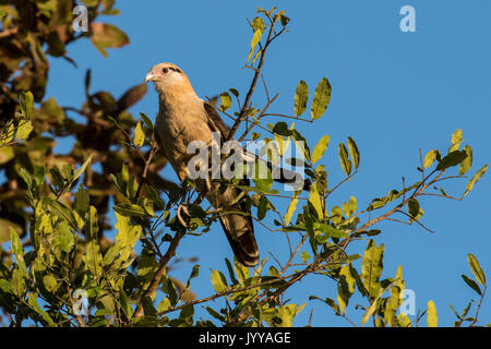 Caracara à tête jaune (Milvago chimachima) assis dans l'arbre, Pantanal, Mato Grosso do Sul, Brésil Banque D'Images