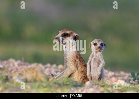 Suricate (Suricata suricatta), avec les jeunes femmes à leur terrier, pendant la saison des pluies dans un cadre verdoyant, Désert du Kalahari Banque D'Images