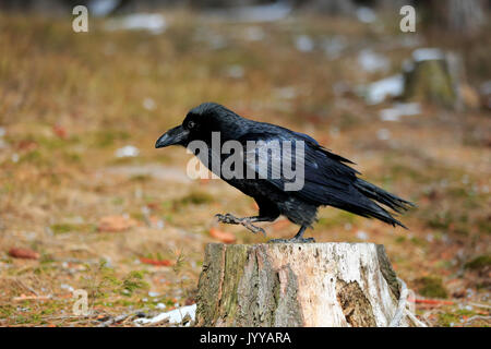 Grand corbeau (Corvus corax), adulte, debout sur souche d'arbre, Zdarske Vrchy, Ceskomoravska vrchovina République Tchèque, Banque D'Images