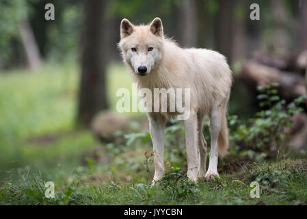 Le loup arctique (Canis lupus Banque D'Images