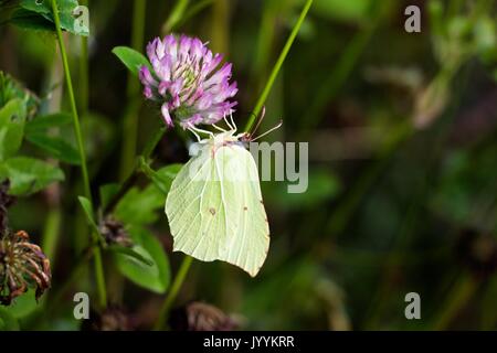 Un papillon d'une teinte verte sur une fleur pourpre rassemble nectar, sur une prairie au milieu d'une forêt sauvage. Banque D'Images