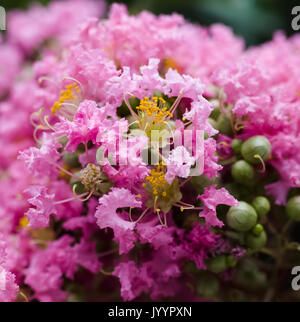 Belle Crepe Myrtle rose fleur arbre Banque D'Images